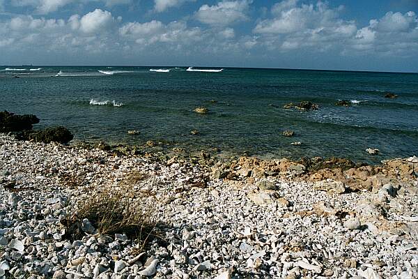 Shallow Reef