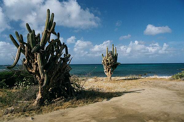 Shallow Reef