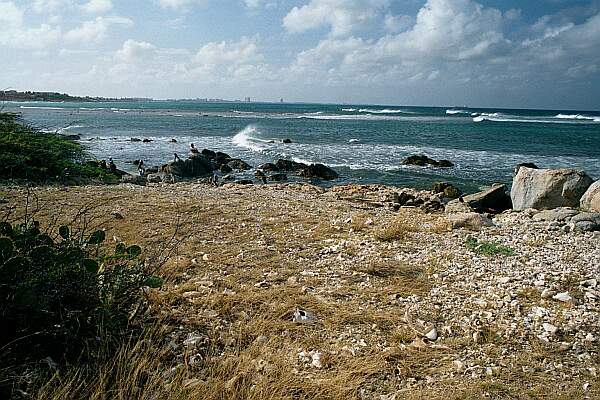 Shallow Reef